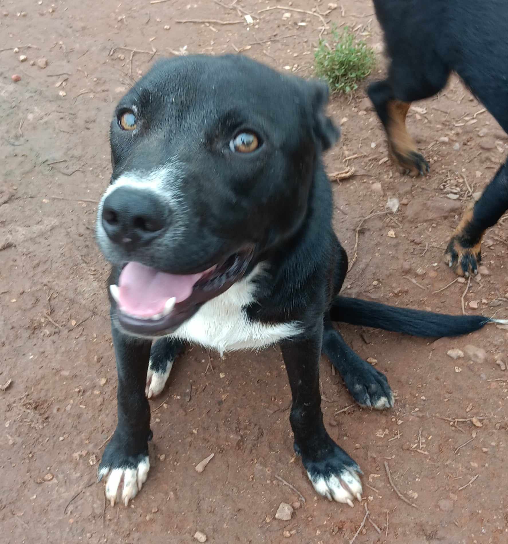 Dog for adoption Keith, an Australian Cattle Dog / Blue Heeler