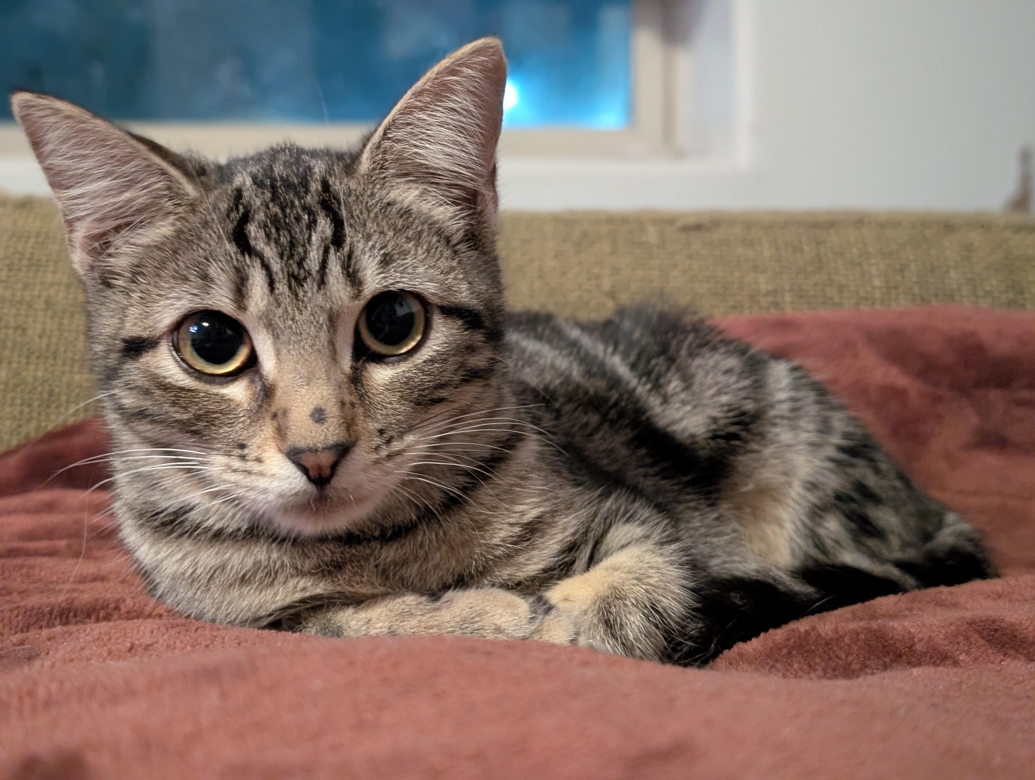 Oingo, Adoptable, Kitten Female Domestic Short Hair.