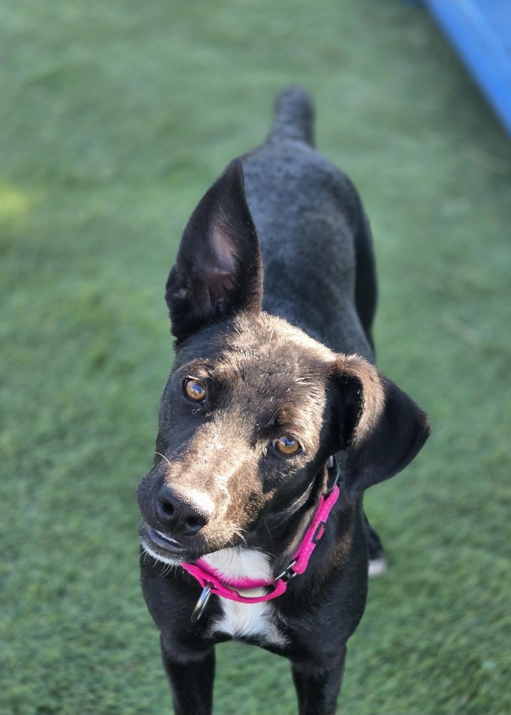 Enlarge Dolly, a Adoptable mixed breed in West Saint Paul, MN image 4/4