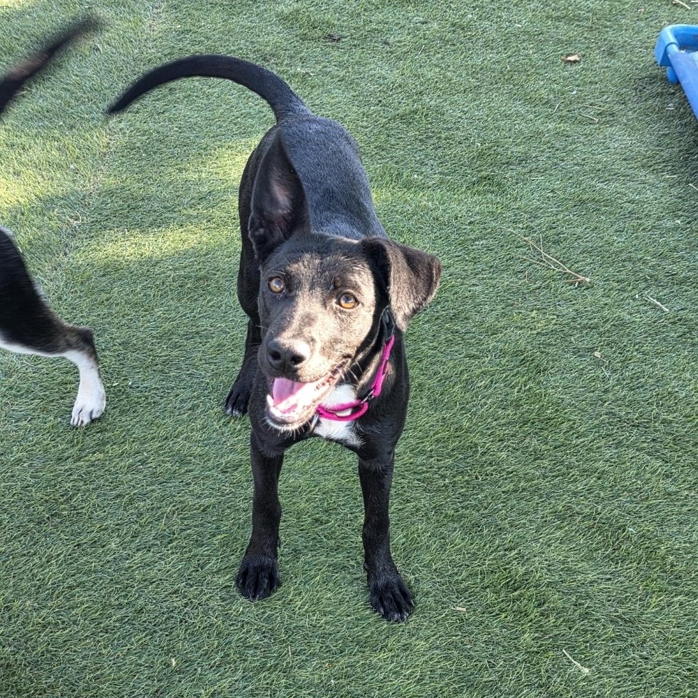 Enlarge Dolly, a Adoptable mixed breed in West Saint Paul, MN image 2/4