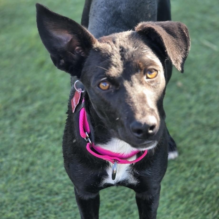 Enlarge Dolly, a Adoptable mixed breed in West Saint Paul, MN image 1/4