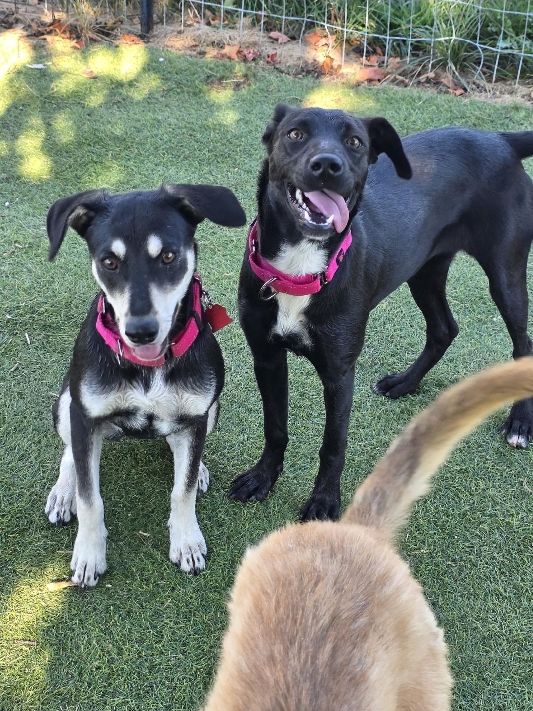 Enlarge Dolly, a Adoptable mixed breed in West Saint Paul, MN image 3/4