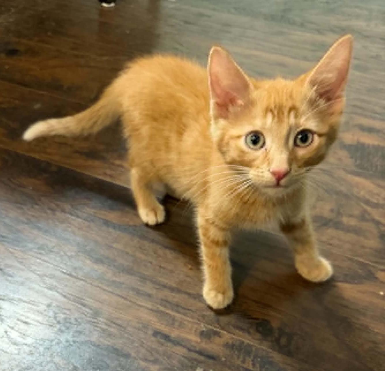 Thor, ADOPTABLE, Kitten Male Domestic Long Hair.