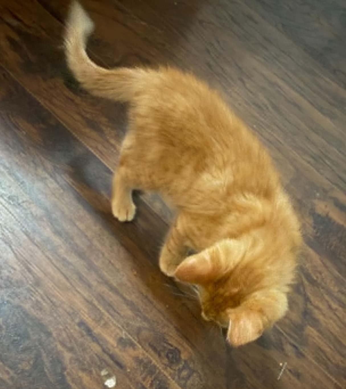 Enlarge Thor, a ADOPTABLE Domestic Long Hair in Overland Park, KS image 2/2