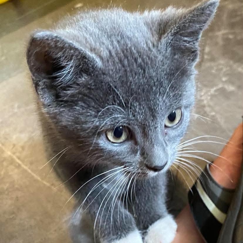 KITKAT, Adopted, Kitten Female Domestic Short Hair.