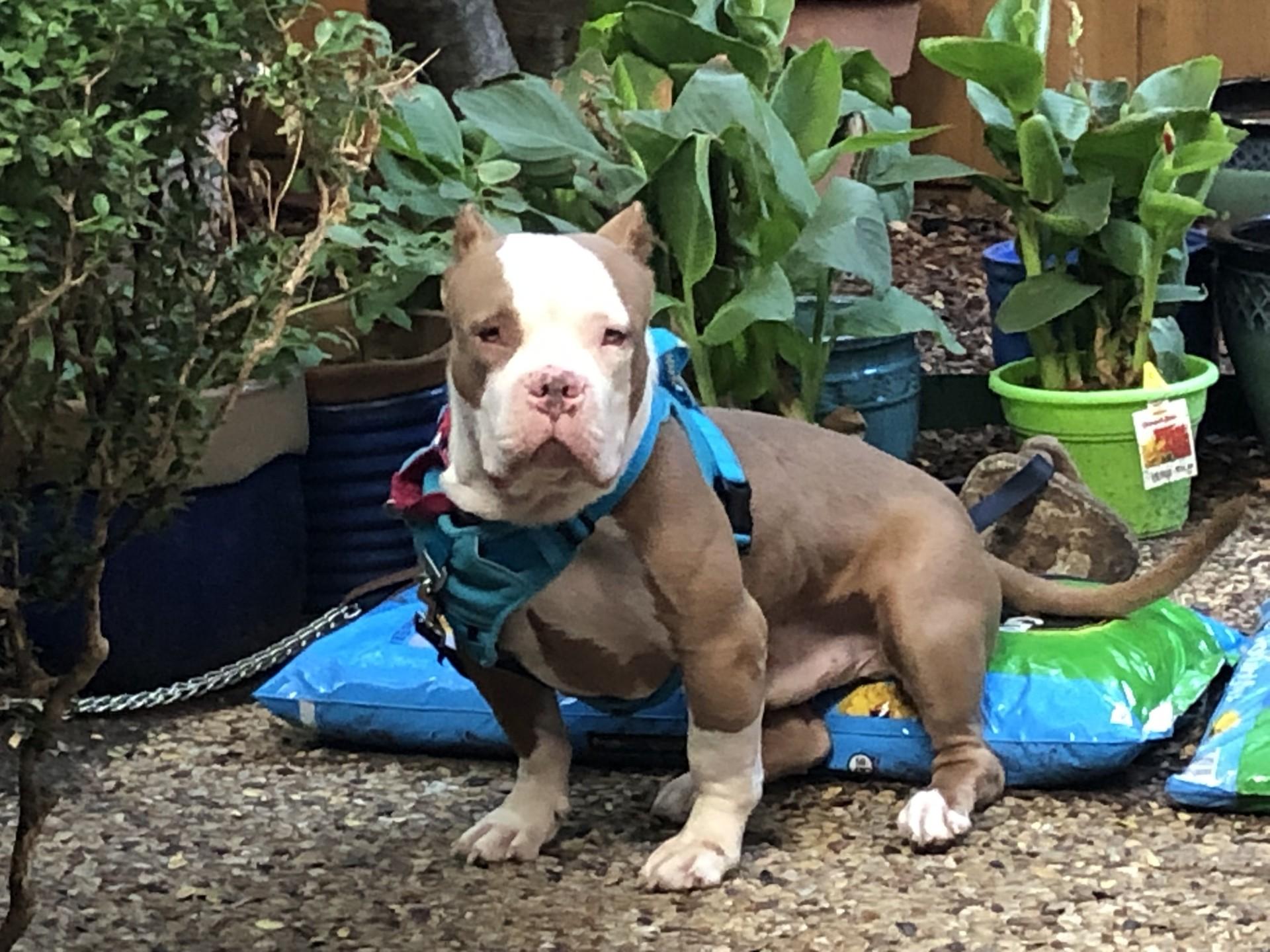 Brock GDP, Adoptable, Adult Male American Staffordshire Terrier.