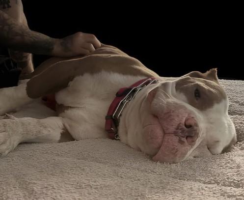 Enlarge Brock GDP, a Adoptable American Staffordshire Terrier in Dallas, TX image 2/3