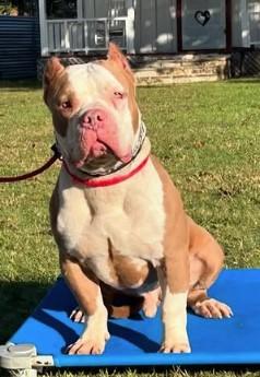 Enlarge Brock GDP, a Adoptable American Staffordshire Terrier in Dallas, TX image 3/3