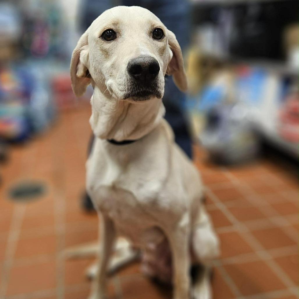 Enlarge Phoebe, a Adoptable mixed breed in Griswold, CT image 1/1