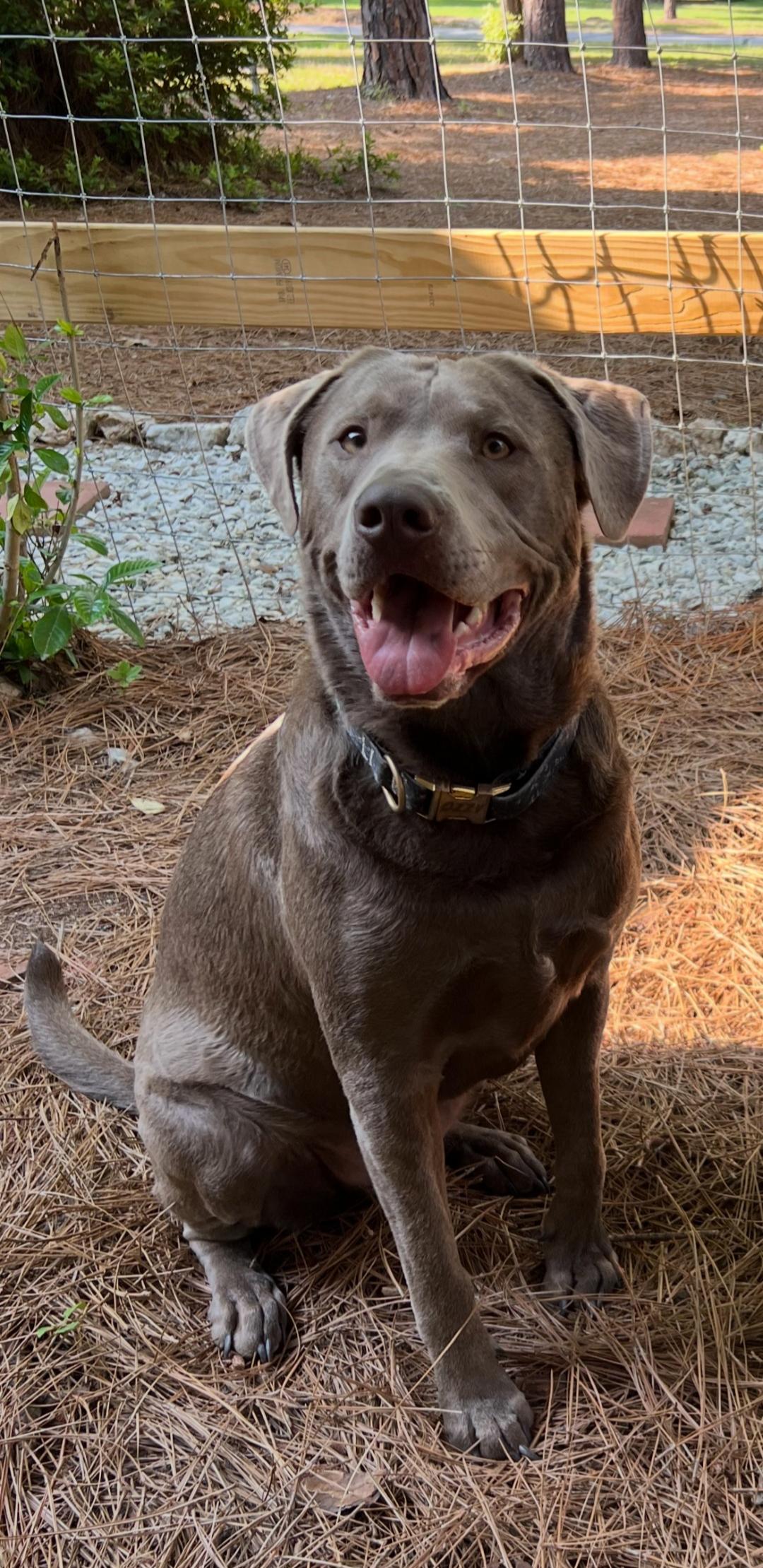 Ozzy Oak, Adoptable, Adult Male Labrador Retriever.