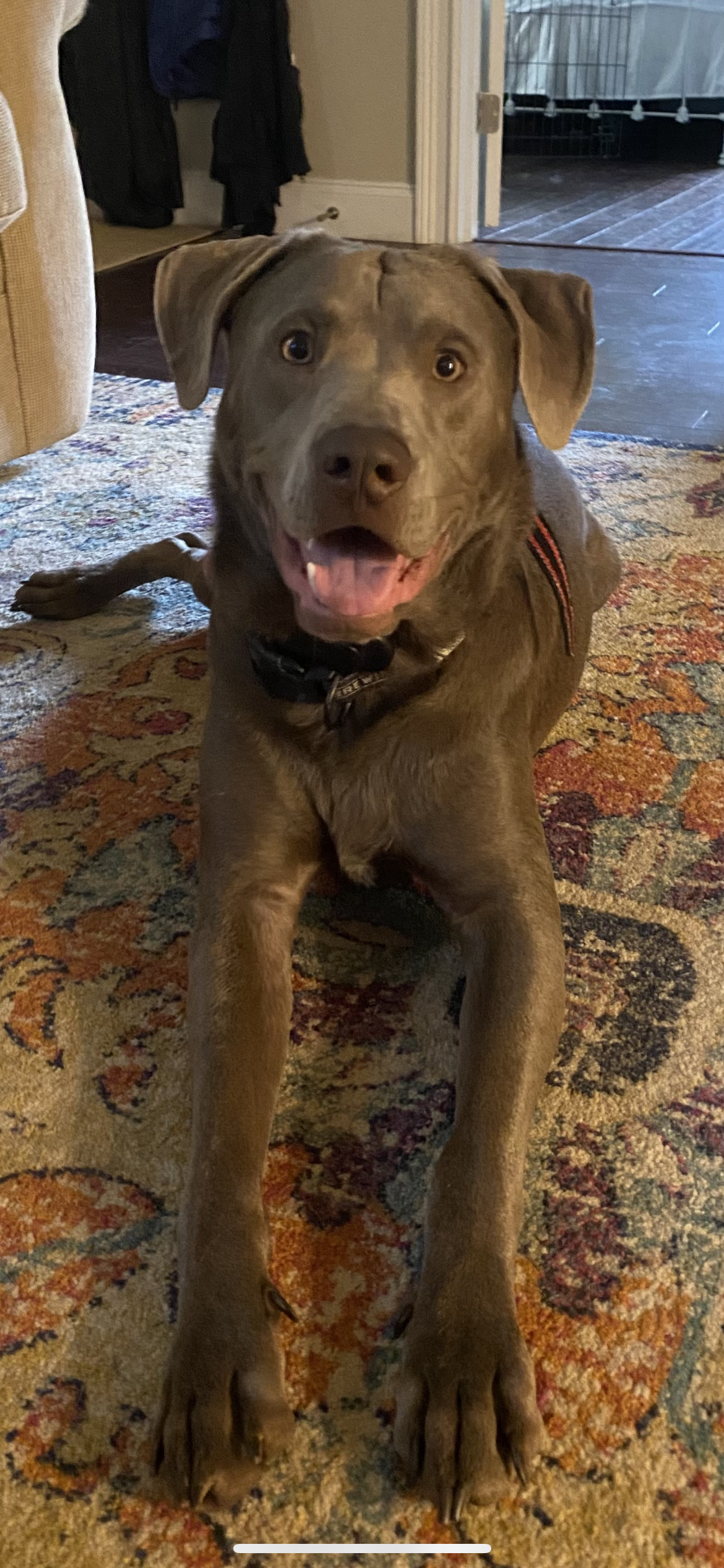Ozzy Oak, an adoptable Labrador Retriever in Holly Springs, NC, 27540 | Photo Image 1