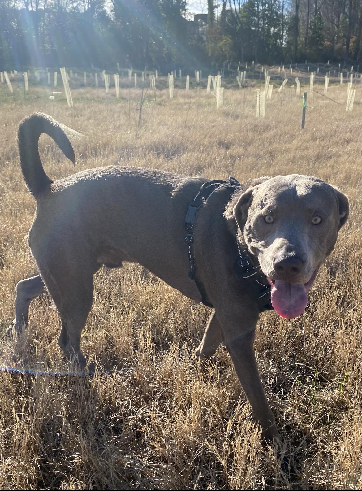 Enlarge Ozzy Oak, a Adoptable Labrador Retriever in Holly Springs, NC image 2/3