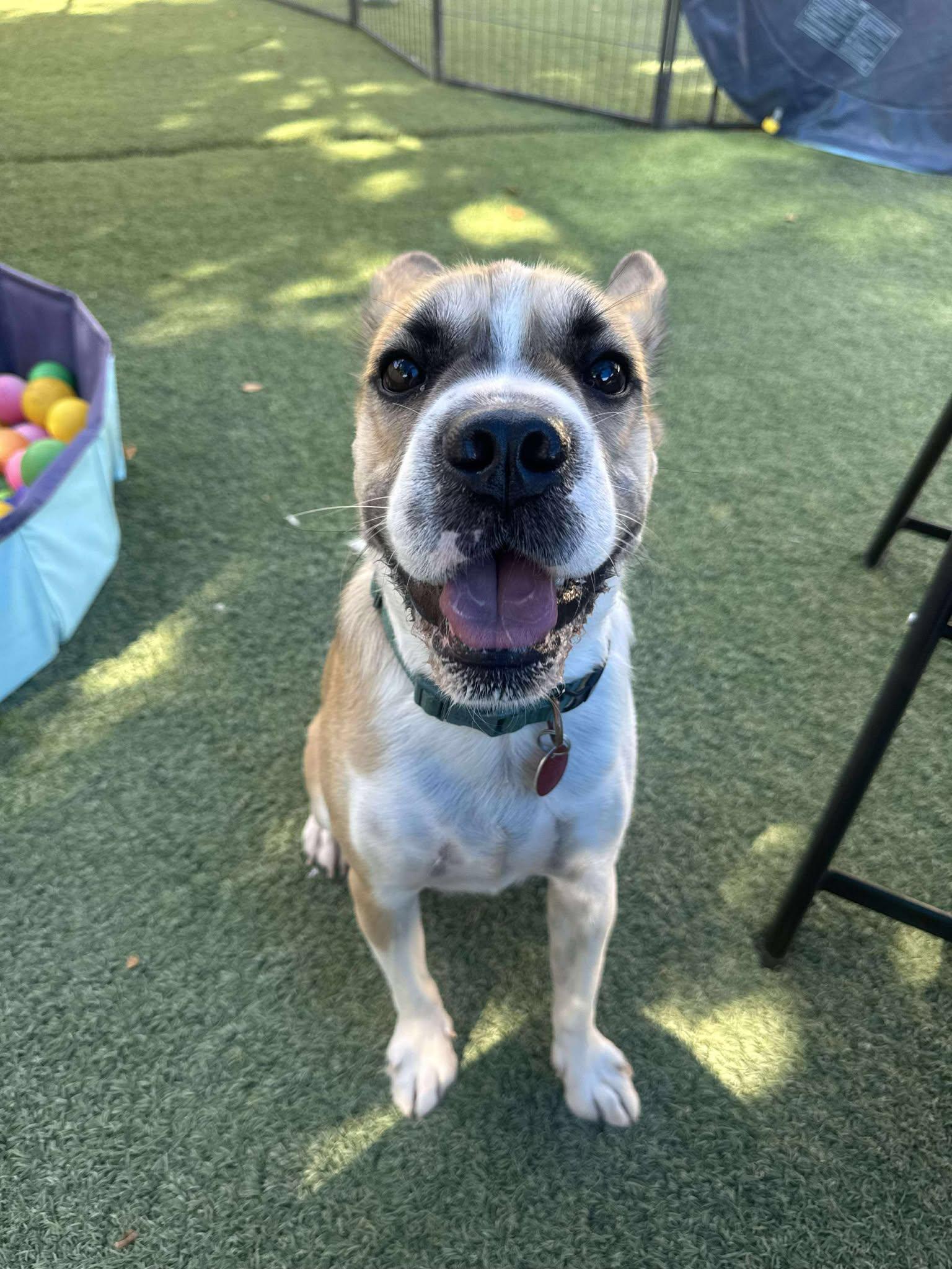 Enlarge Hemi, a Adopted mixed breed in Phoenix, AZ image 1/3