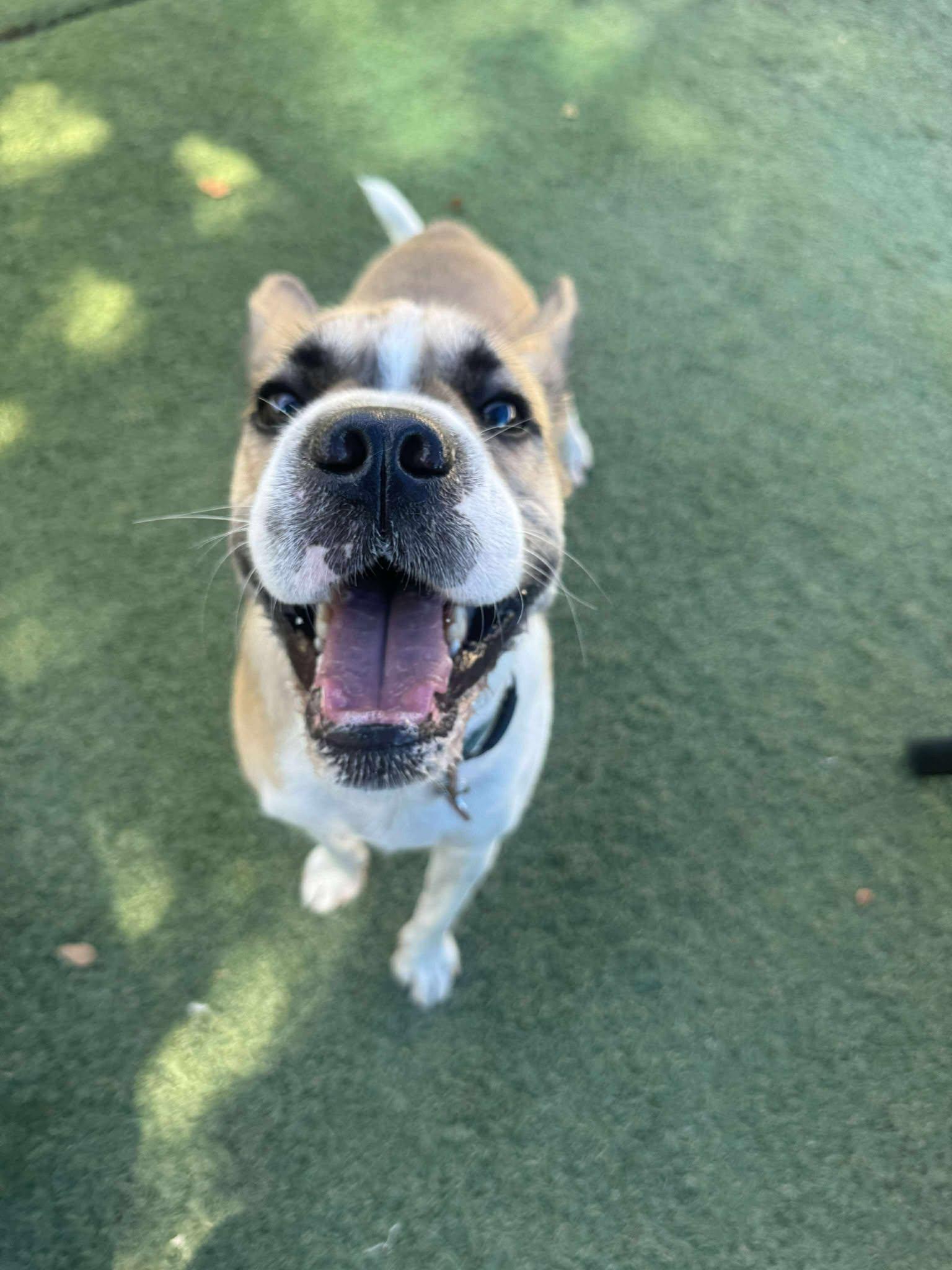 Enlarge Hemi, a Adopted mixed breed in Phoenix, AZ image 3/3