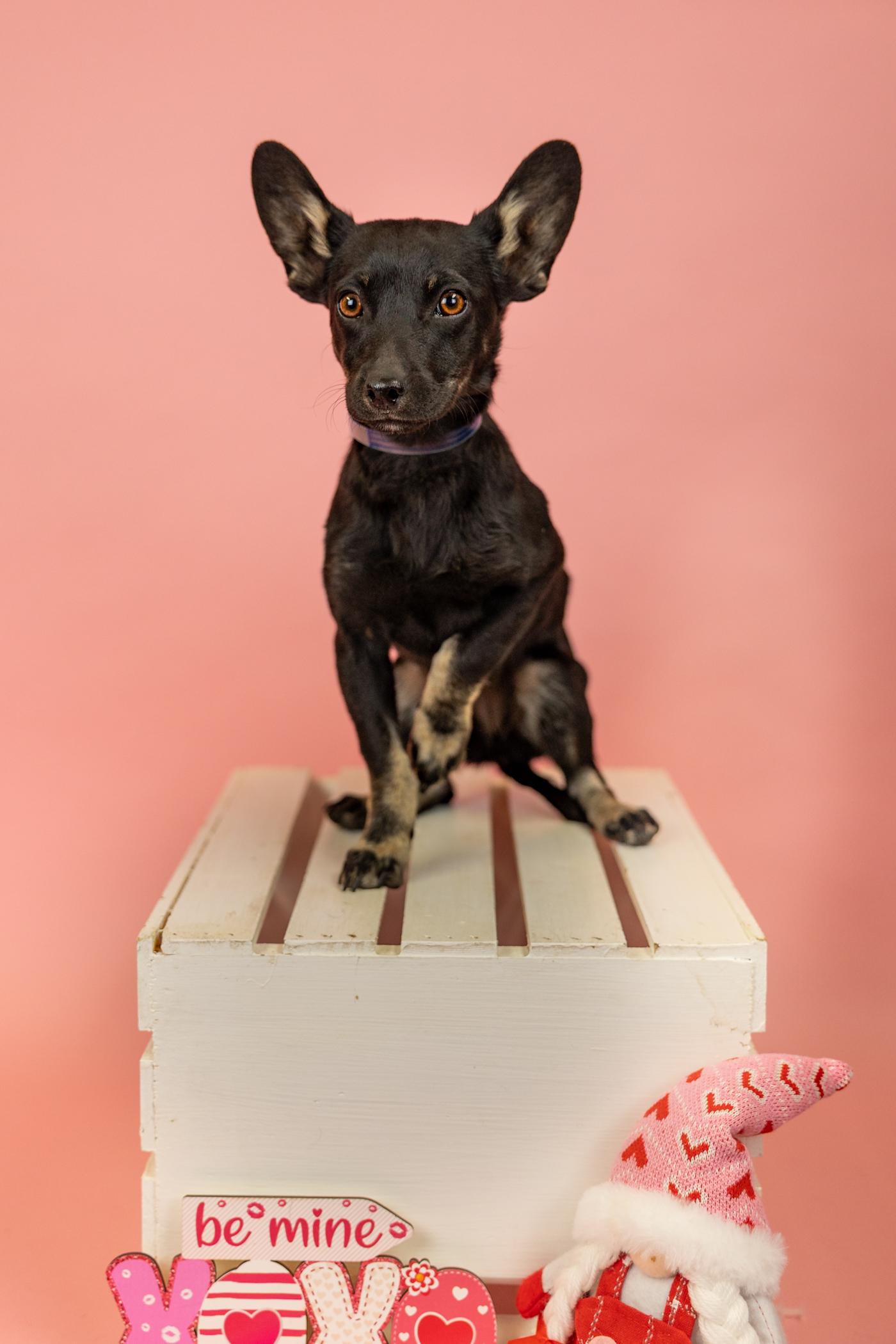 Enlarge 114-26, a ADOPTABLE mixed breed in Brighton, CO image 1/1
