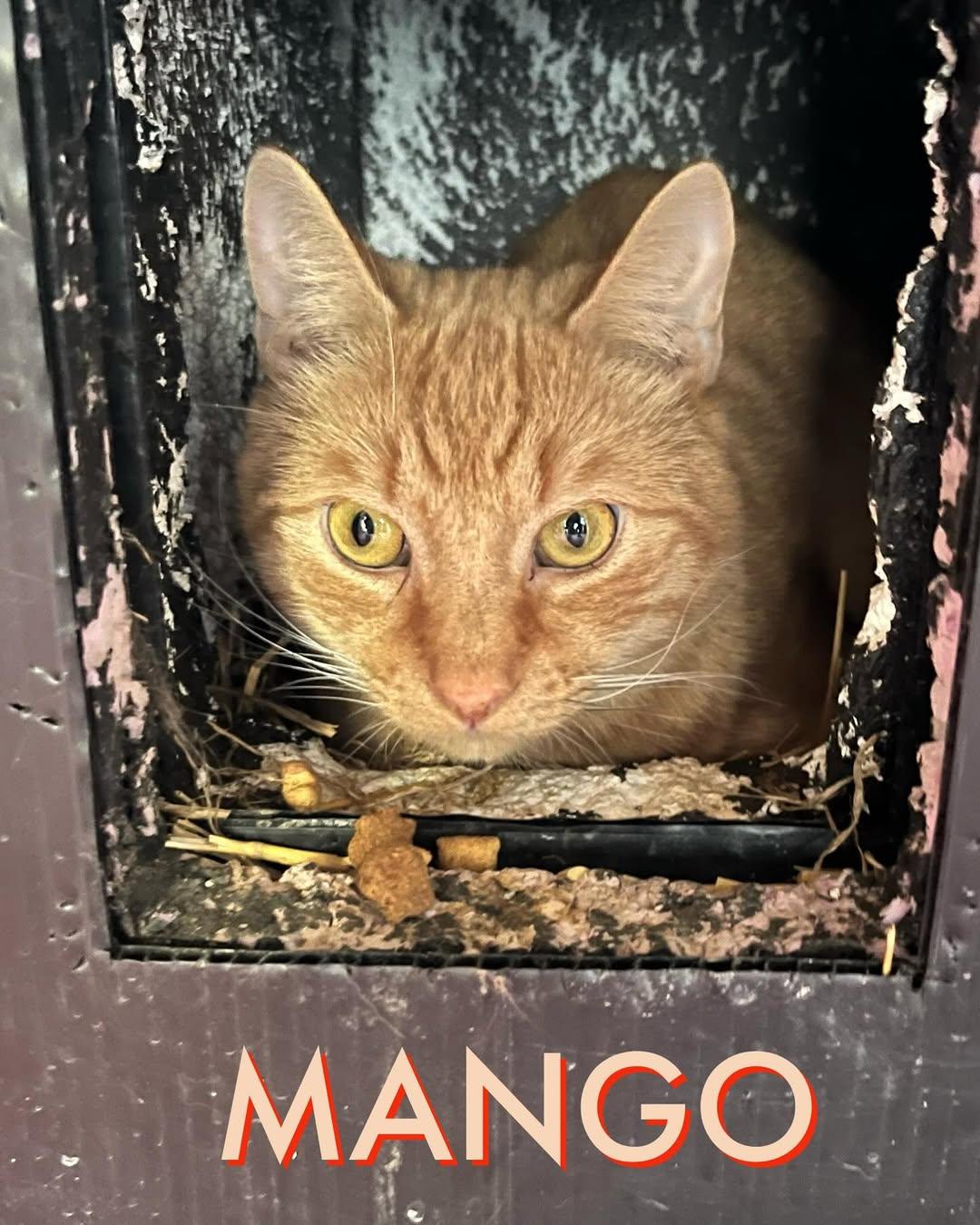 Mango