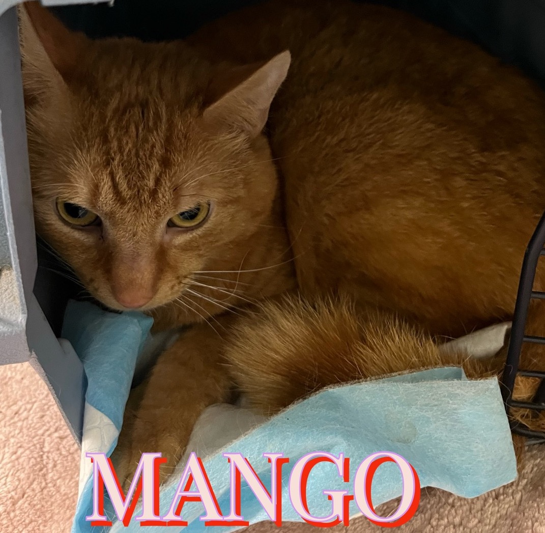 Mango