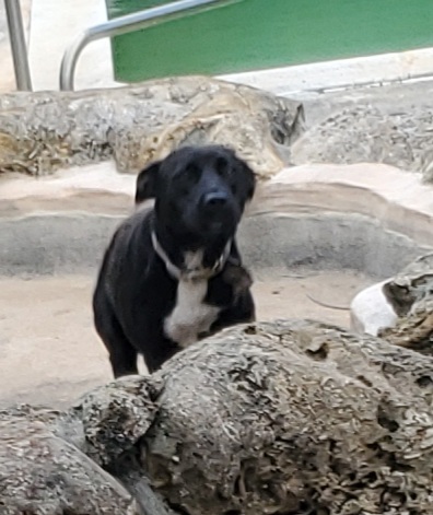 SHAKIRA with Shaggy. Read in full, a Adoptable mixed breed in West Palm Beach, FL image 1/8