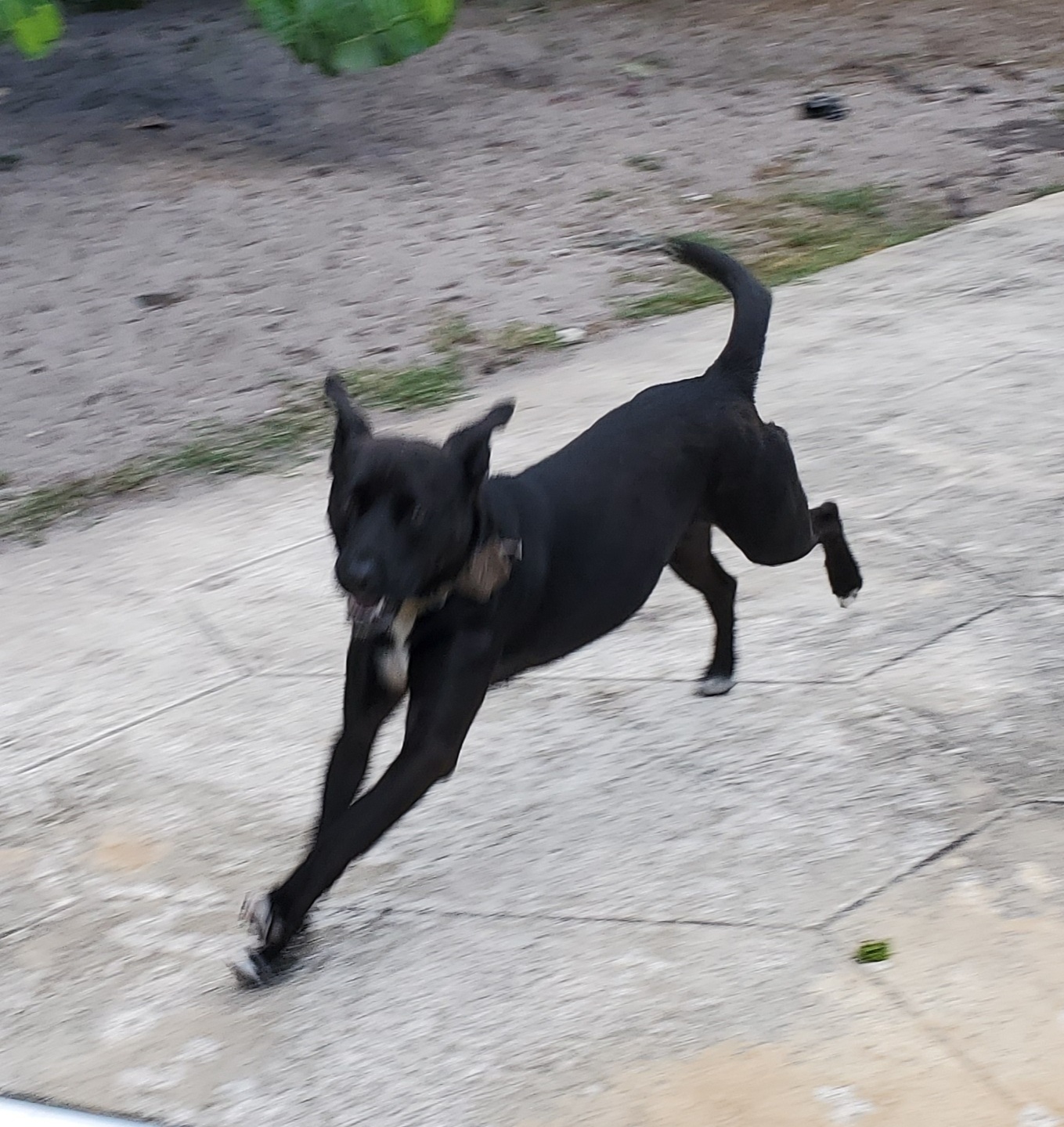 SHAKIRA with Shaggy. Read in full, a Adoptable mixed breed in West Palm Beach, FL image 3/8