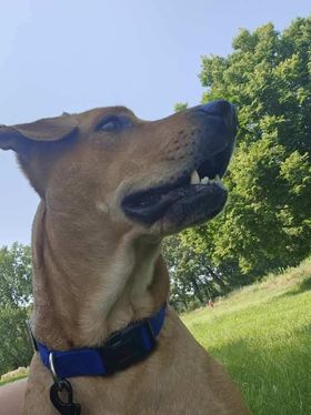Magdalena, a Adoptable Labrador Retriever in New Brighton, MN image 2/5