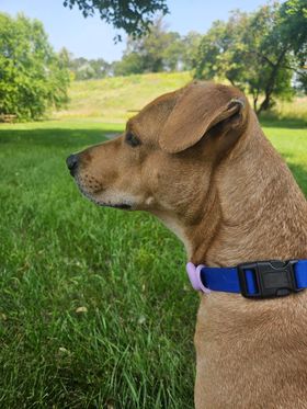 Magdalena, a Adoptable Labrador Retriever in New Brighton, MN image 4/5
