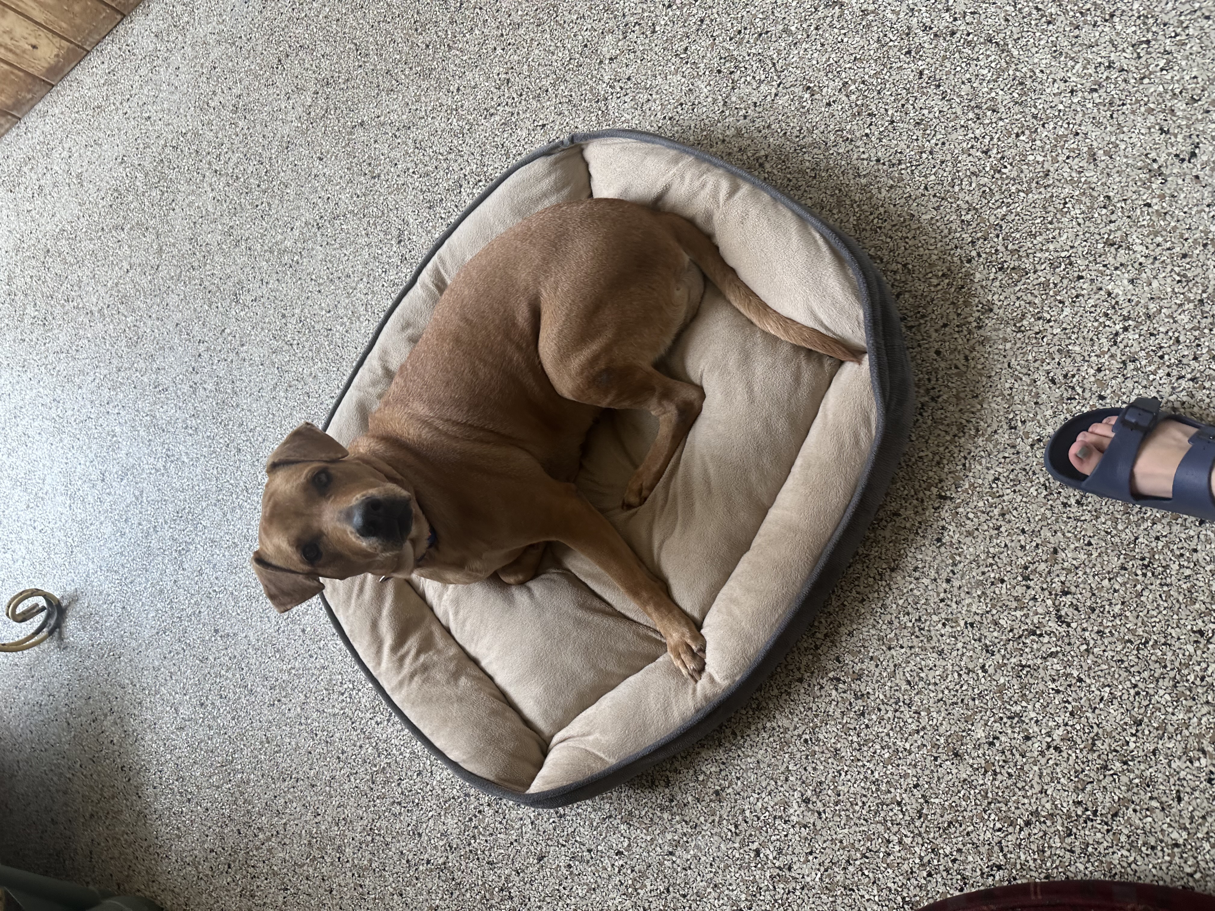 Magdalena, Adoptable, Adult Female Labrador Retriever.