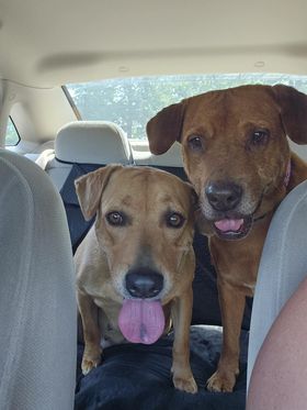 Magdalena, a Adoptable Labrador Retriever in New Brighton, MN image 3/5