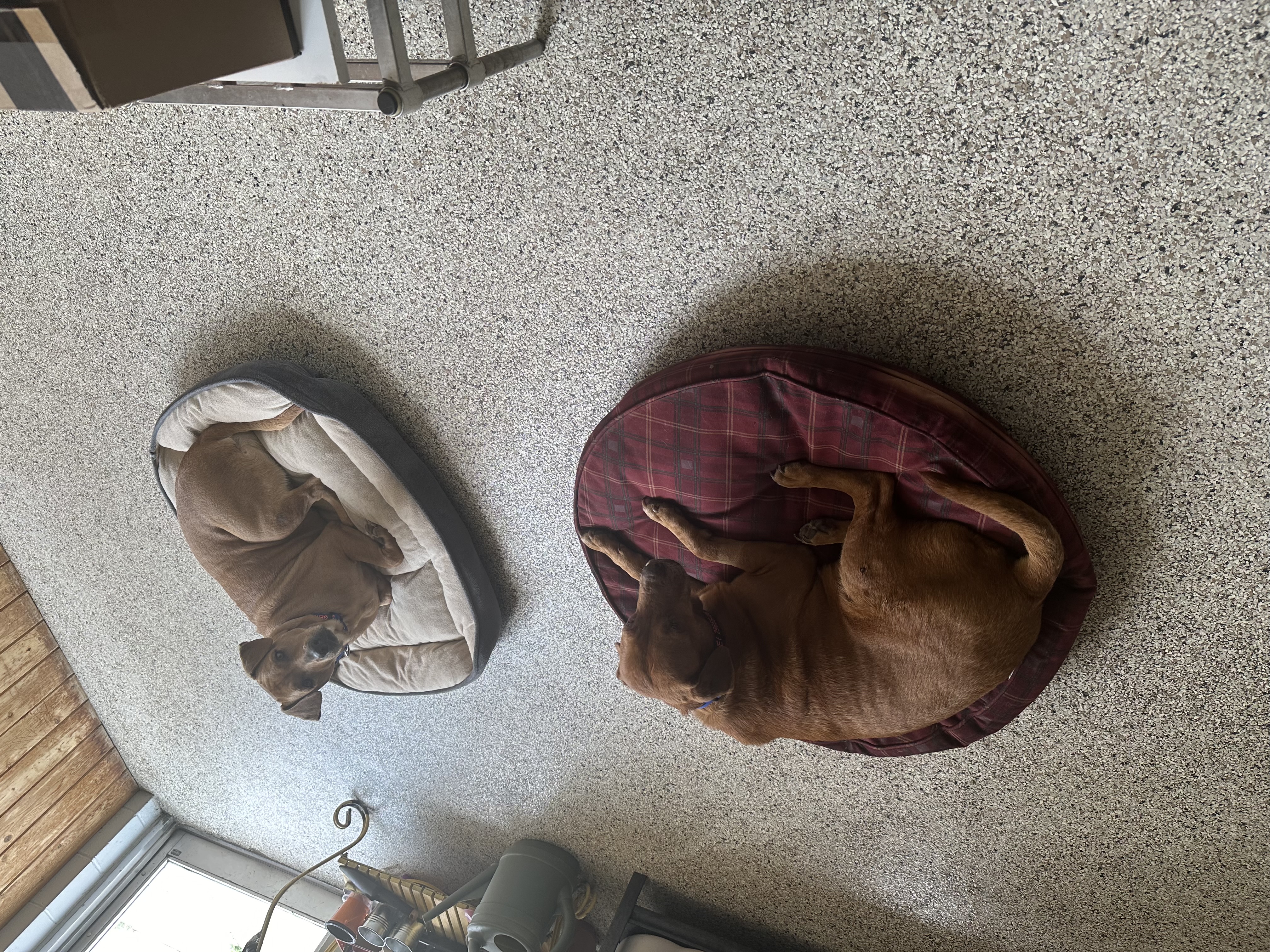 Magdalena, a Adoptable Labrador Retriever in New Brighton, MN image 5/5