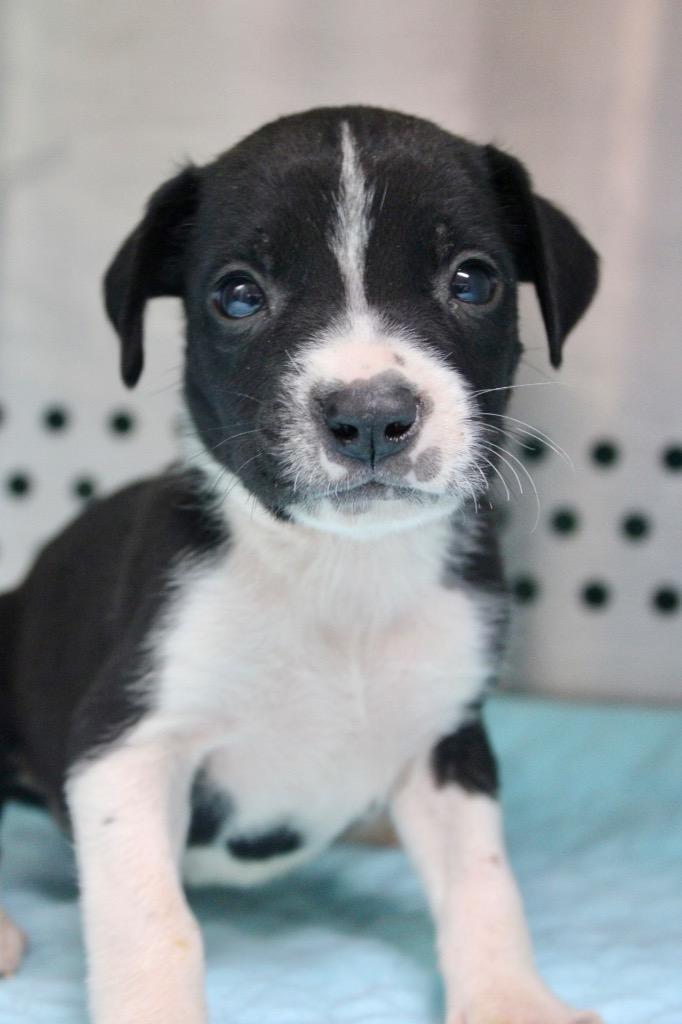 Enlarge Baloo, a Adoptable mixed breed in Morgantown, KY image 1/1