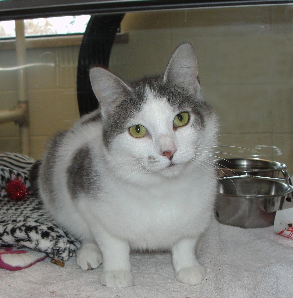 Enlarge Dominoes, a Adoptable mixed breed in Plover, WI image 2/2
