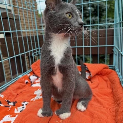 Muffin, Adoptable, Kitten Male Domestic Short Hair.