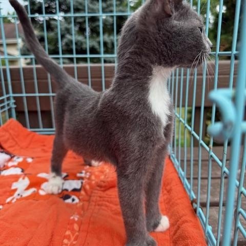 Muffin, a Adoptable Domestic Short Hair in Atwater, OH image 2/2