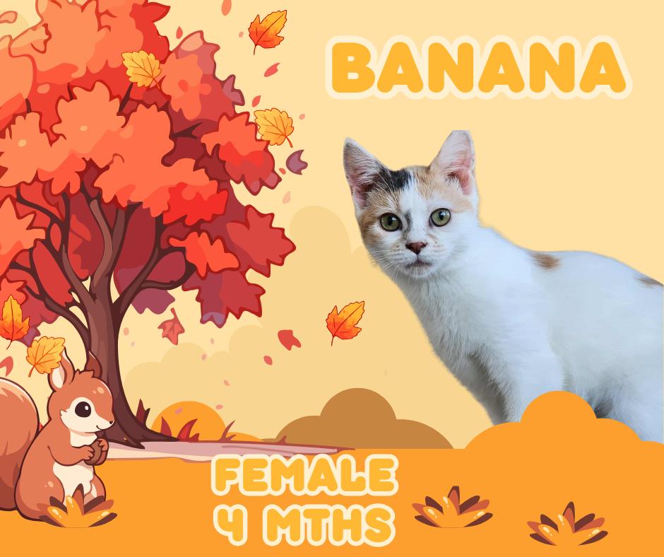 Banana, Adoptable, Young Female Domestic Short Hair.