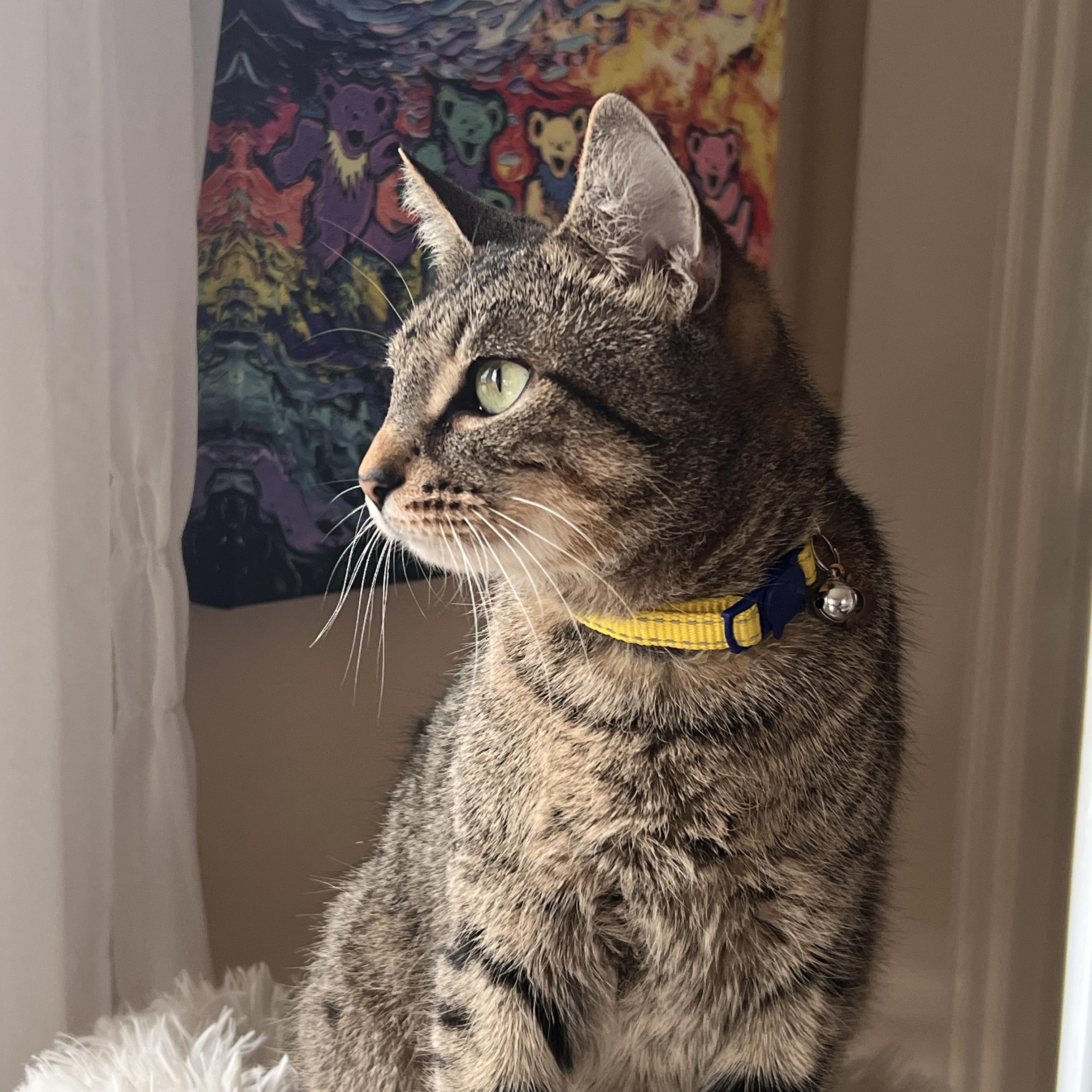 Enlarge ADELE, a Adoptable Domestic Short Hair in East Greenwich, RI image 2/5