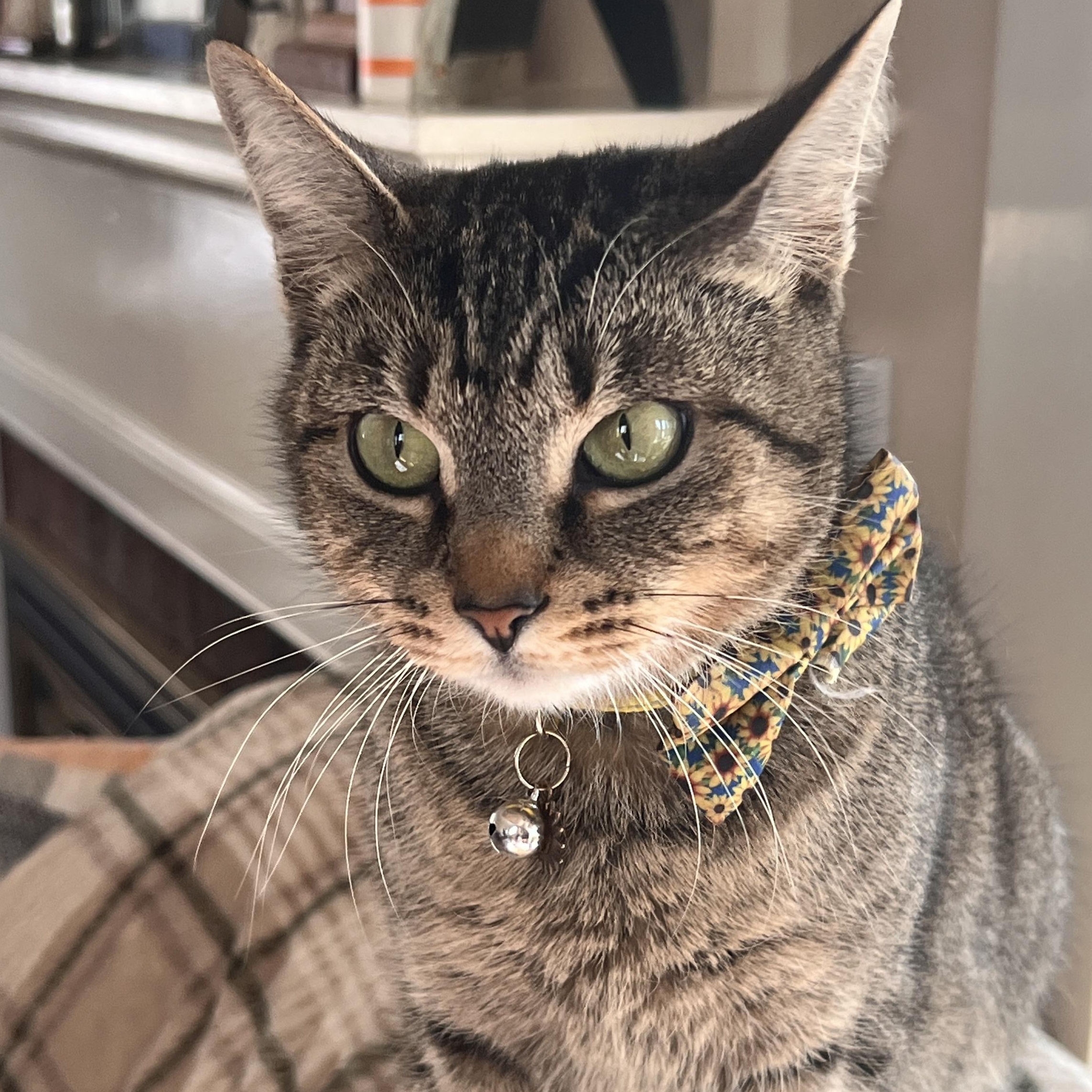 Enlarge ADELE, a Adoptable Domestic Short Hair in East Greenwich, RI image 3/5