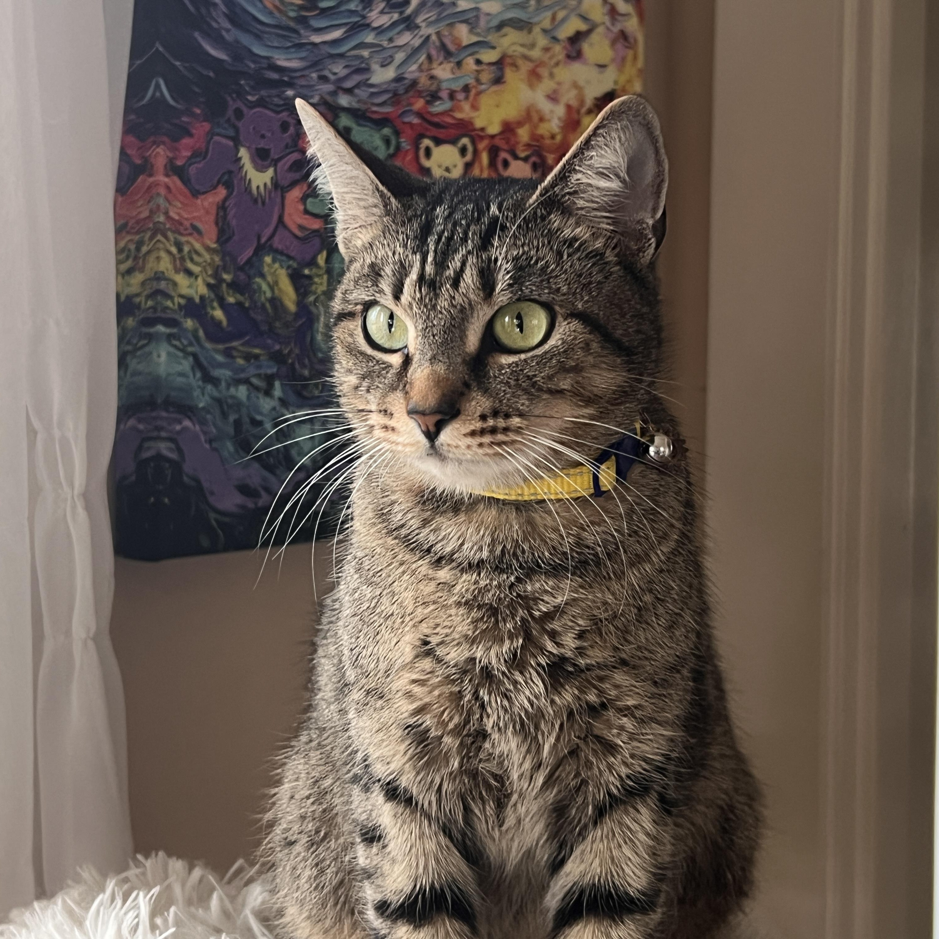 Enlarge ADELE, a Adoptable Domestic Short Hair in East Greenwich, RI image 1/5