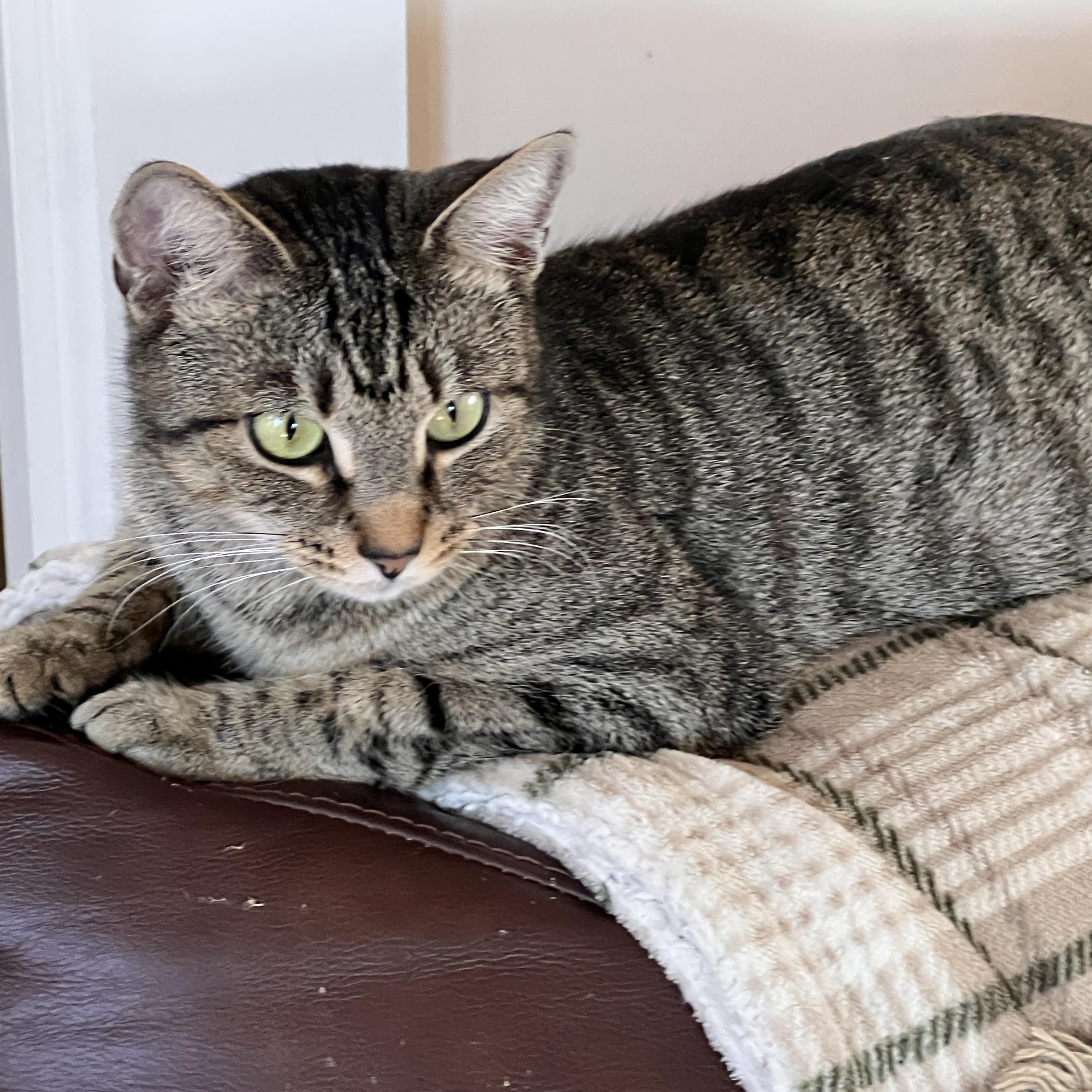 Enlarge ADELE, a Adoptable Domestic Short Hair in East Greenwich, RI image 5/5