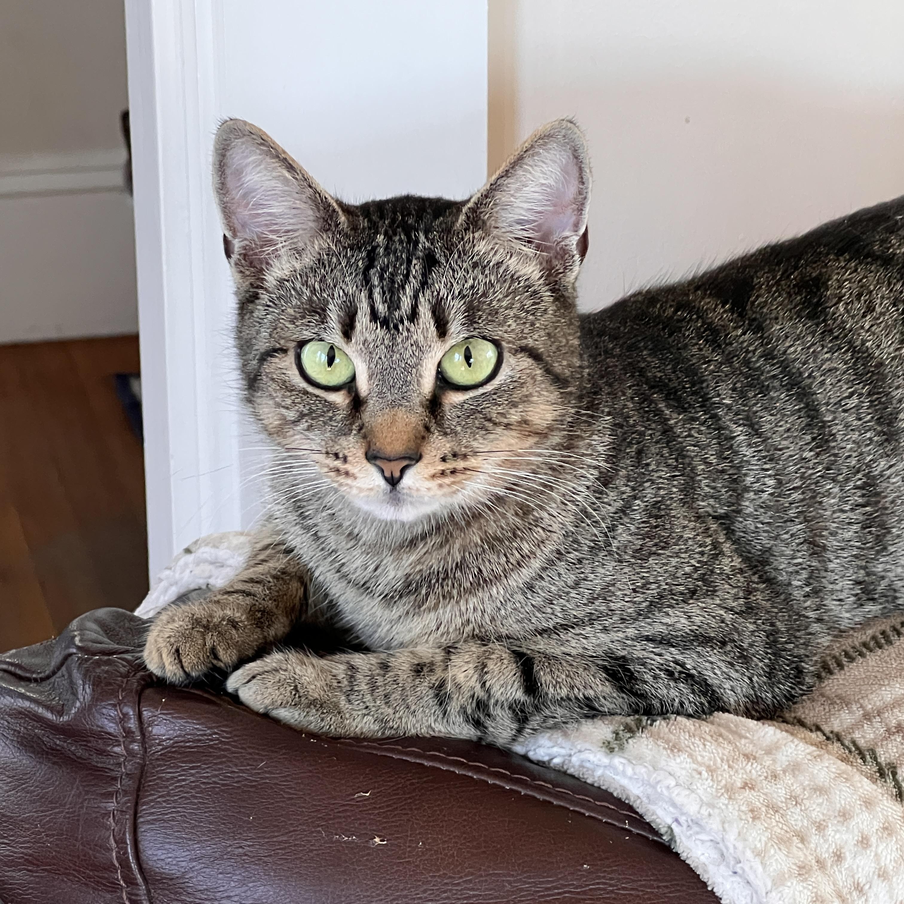 ADELE, Adoptable, Adult Female Domestic Short Hair.