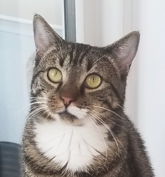 Enlarge Iron Mike, a Adoptable Domestic Short Hair in Warwick, NY image 1/1