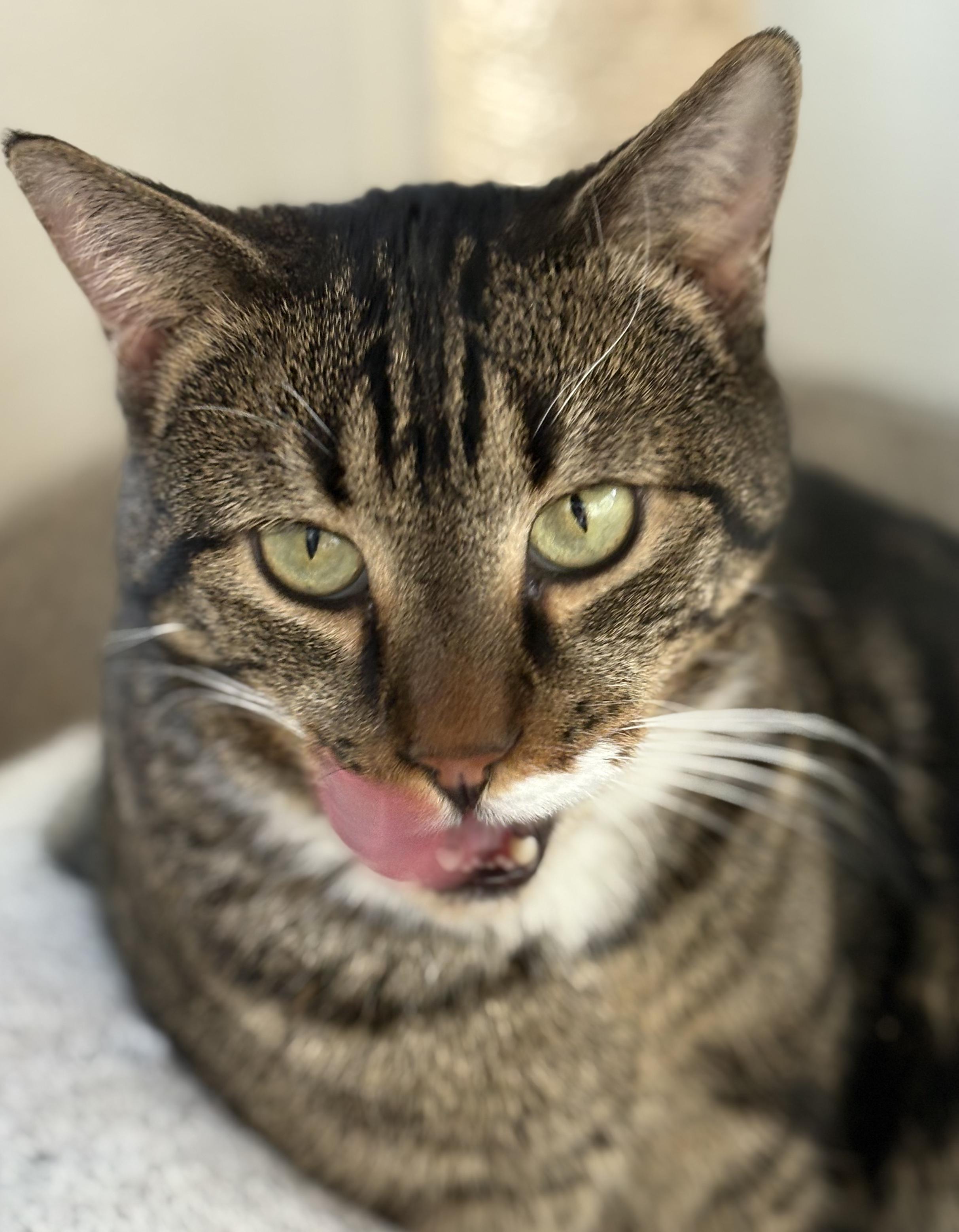 Enlarge Iron Mike, a Adoptable Domestic Short Hair in Warwick, NY image 1/1