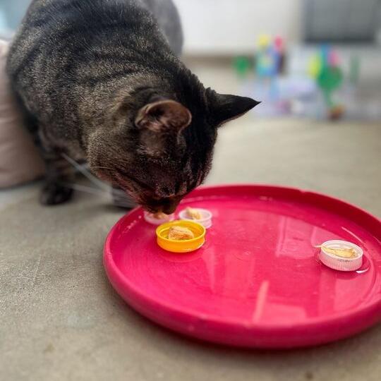 Enlarge Mystery, a Adoptable Domestic Short Hair in Owosso, MI image 3/6