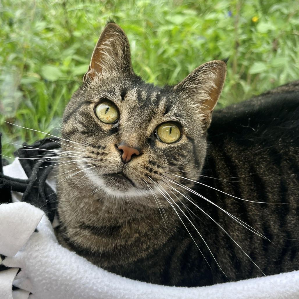 Enlarge Mystery, a Adoptable Domestic Short Hair in Owosso, MI image 6/6
