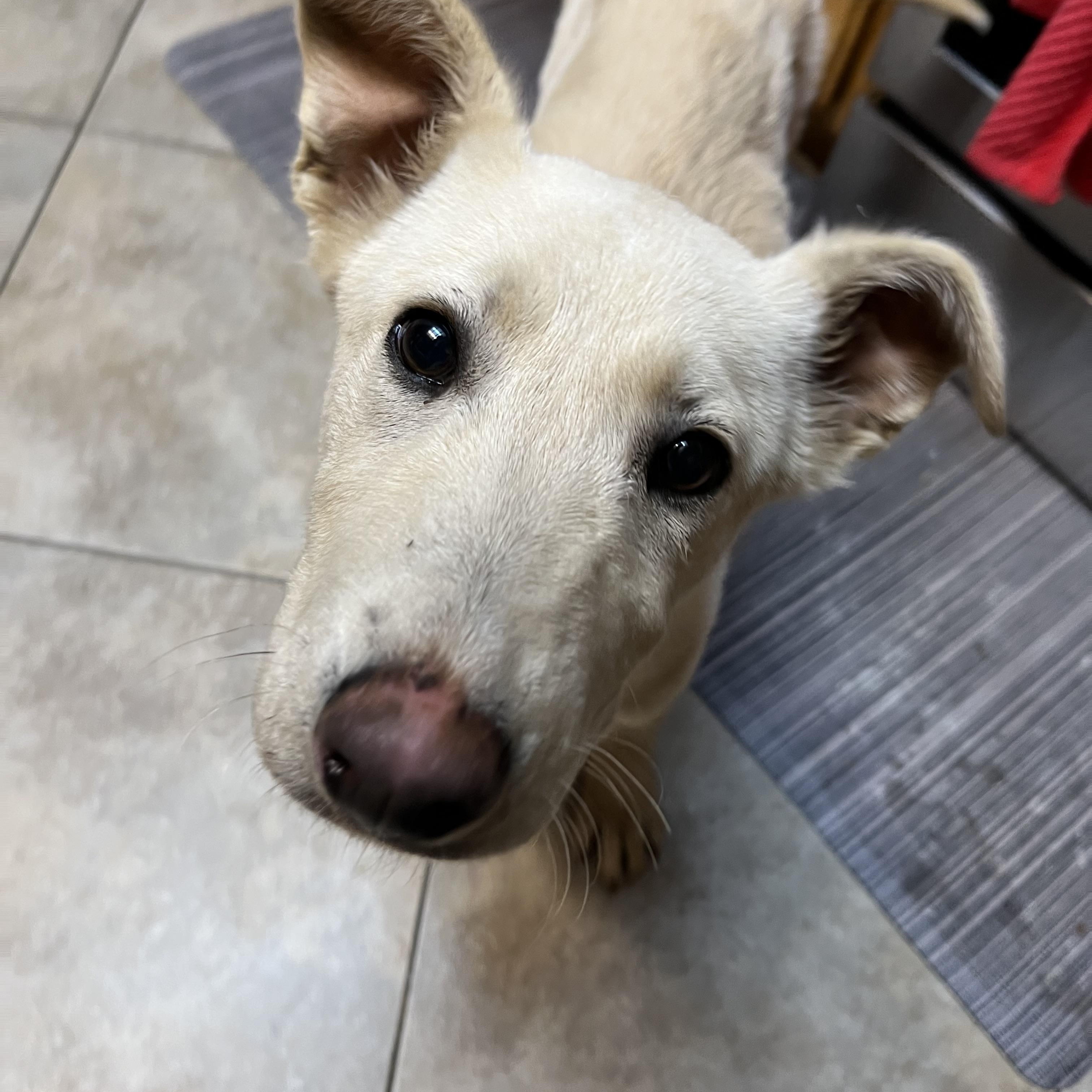 Comet, a Adoptable mixed breed in Bellflower, CA image 1/5