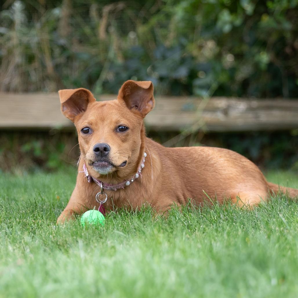 Enlarge Noomi, a Adoptable mixed breed in Washoe Valley, NV image 2/5