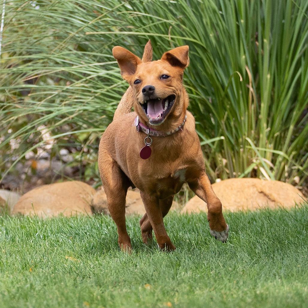 Enlarge Noomi, a Adoptable mixed breed in Washoe Valley, NV image 3/5