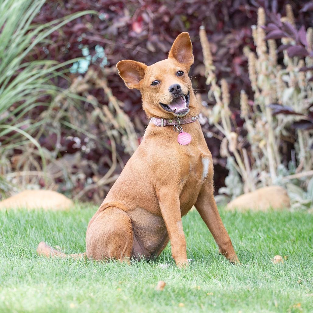 Noomi, Adoptable, Young Female Chihuahua & Terrier.