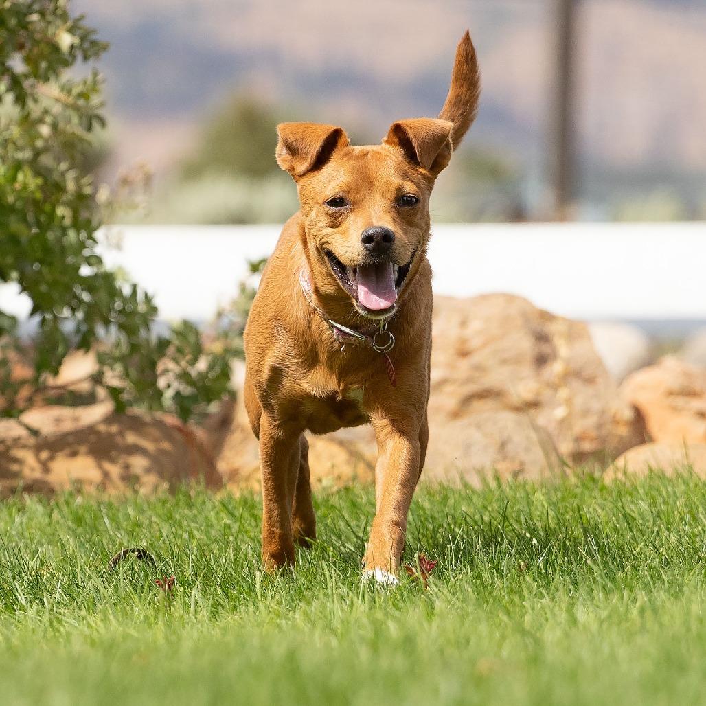Enlarge Noomi, a Adoptable mixed breed in Washoe Valley, NV image 5/5