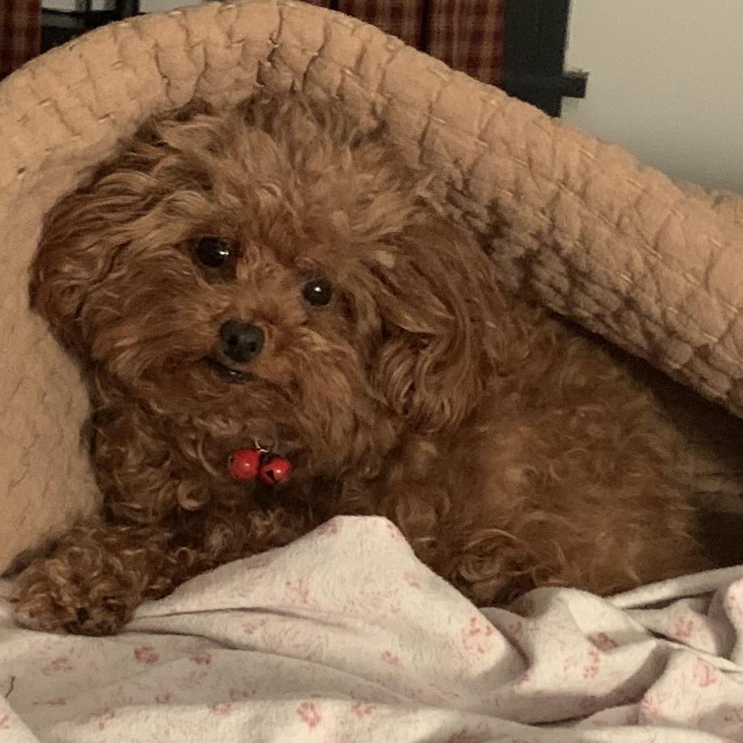 Enlarge Chloe-Courtesy Posting!, an adopted Poodle (Toy) in Somerville, MA image 4/5