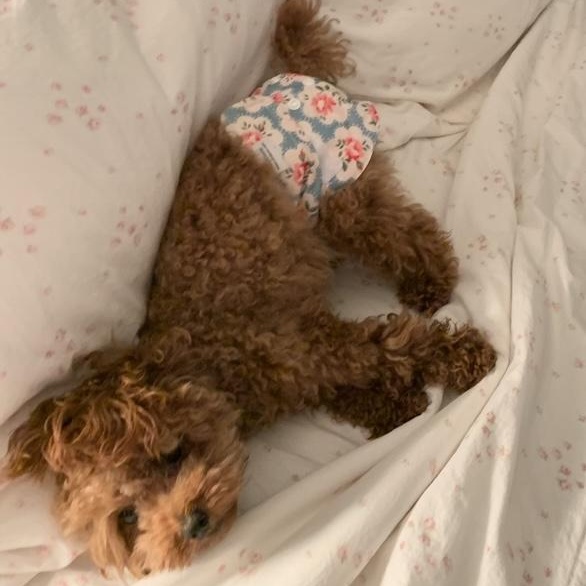 Enlarge Chloe-Courtesy Posting!, an adopted Poodle (Toy) in Somerville, MA image 5/5