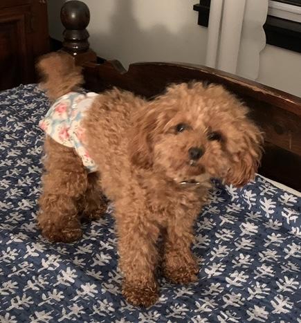 Enlarge Chloe-Courtesy Posting!, an adopted Poodle (Toy) in Somerville, MA image 2/5